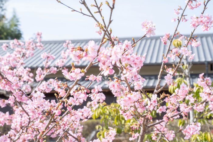 河津桜の画像２