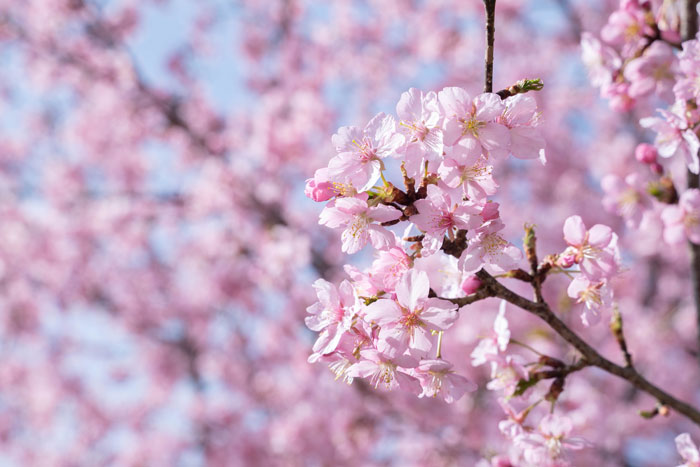 河津桜の画像５