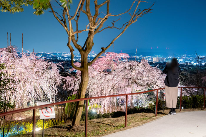 宇治市植物公園「しだれ桜夜間無料公開」の画像５