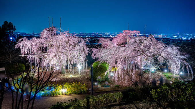 宇治市植物公園「しだれ桜夜間無料公開」の画像１