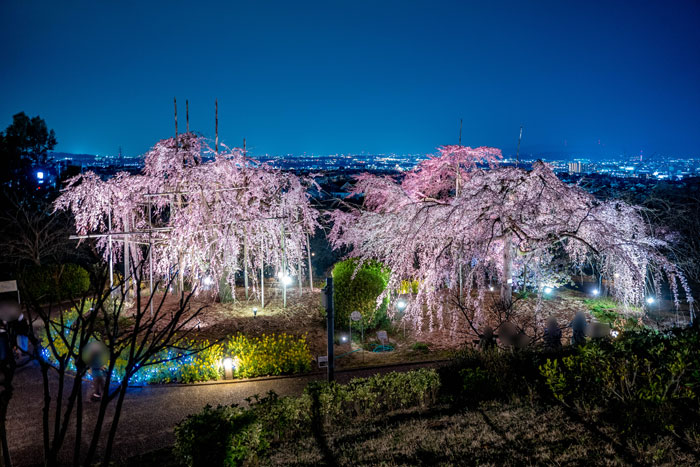 宇治市植物公園「しだれ桜夜間無料公開」の画像１