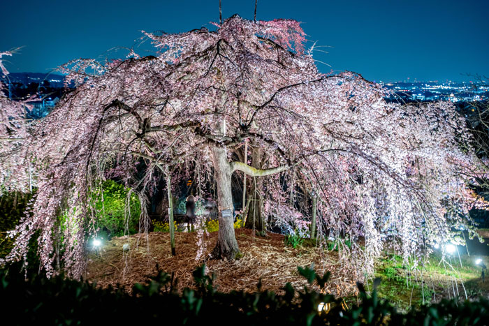 宇治市植物公園「しだれ桜夜間無料公開」の画像２