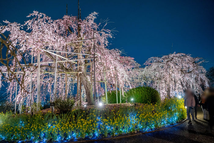宇治市植物公園「しだれ桜夜間無料公開」の画像４