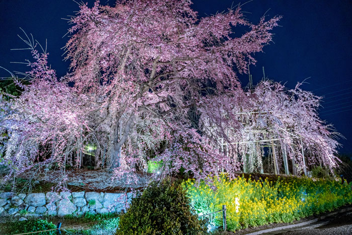 宇治市植物公園「しだれ桜夜間無料公開」の画像３
