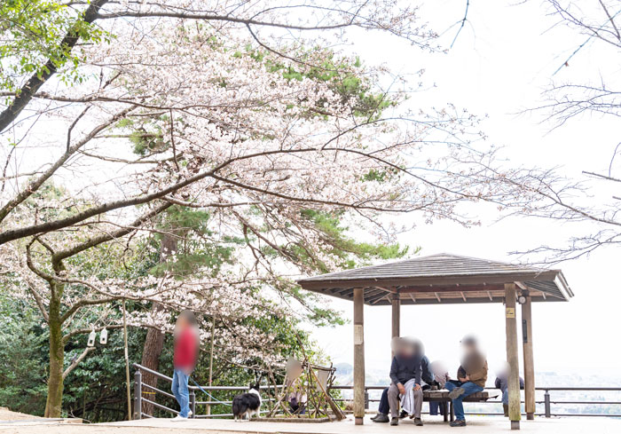 大吉山の桜の画像