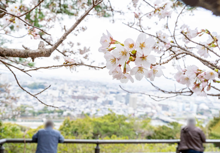 大吉山の桜アップ画像