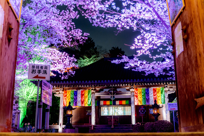 「神童寺 春のライトアップ」の画像１