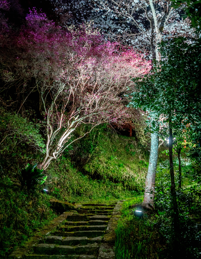 「神童寺 春のライトアップ」の階段の画像