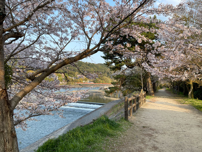 宇治川の桜画像２