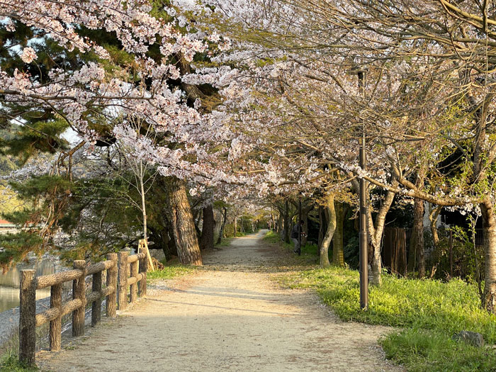 宇治川の桜画像１
