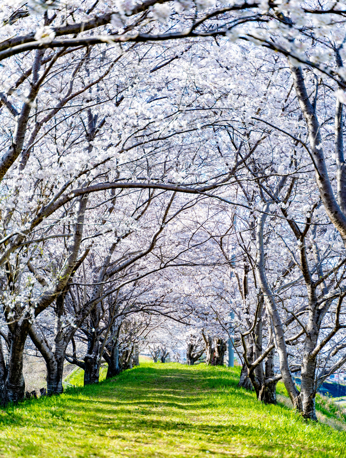 蟹満寺の駐車場の近くの桜トンネル縦長画像