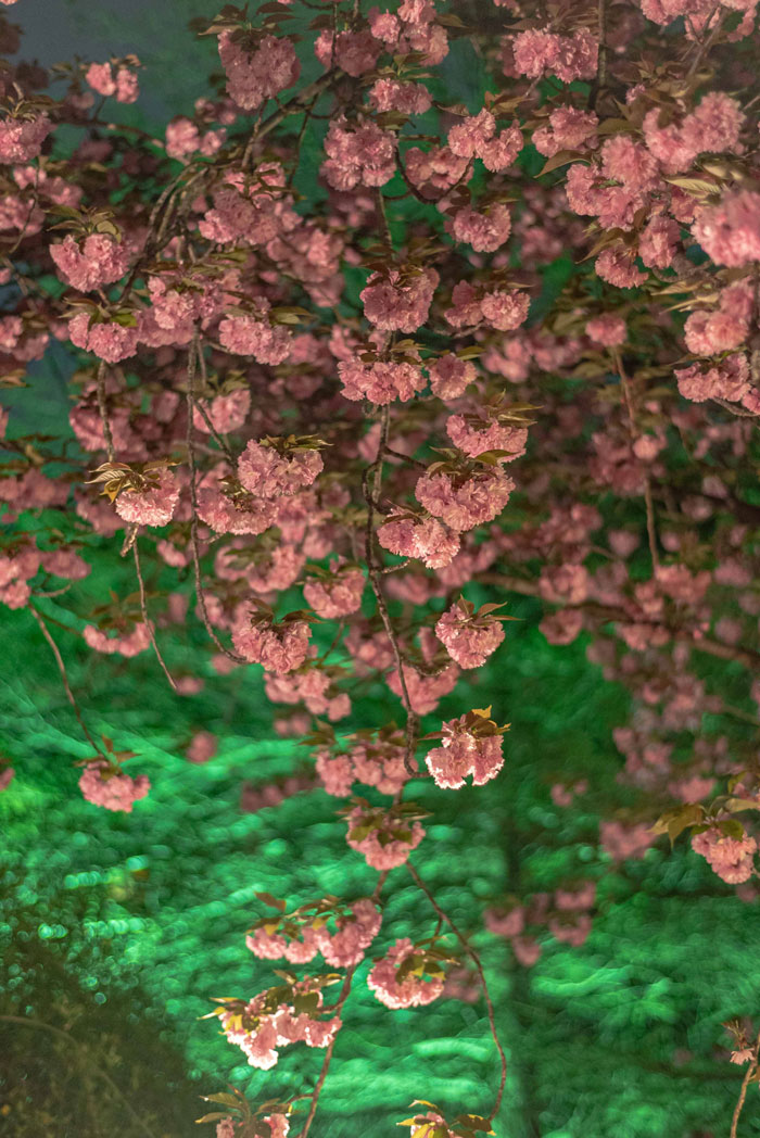 MoMo太郎さんの写真「八重桜ライトアップ　見上げて」
