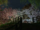 MoMo太郎さんの写真「八重桜ライトアップ　魅せられて」