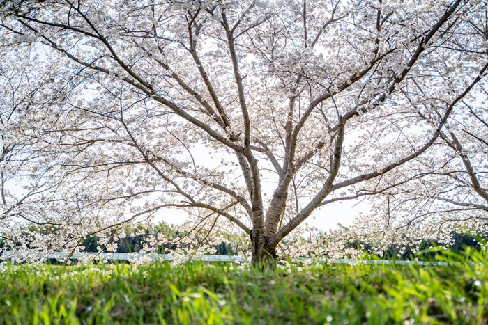 蟹満寺の駐車場の近くの桜を1本撮影した画像