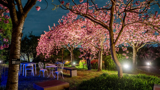 八重桜weekのライトアップの画像