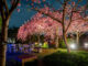 八重桜weekのライトアップの画像