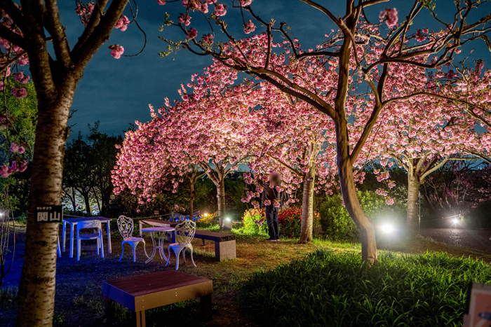 八重桜weekのライトアップの画像