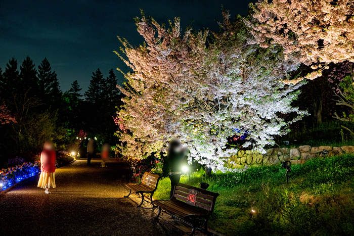 八重桜weekのライトアップの画像３