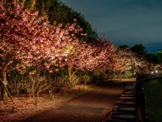 八重桜weekのライトアップの画像４