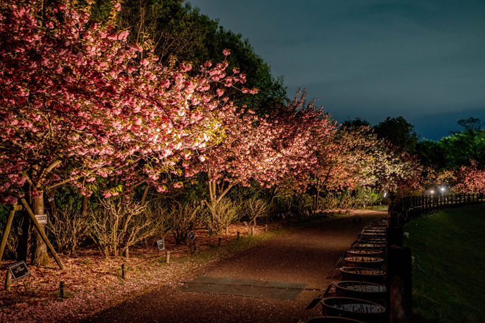 八重桜weekのライトアップの画像４