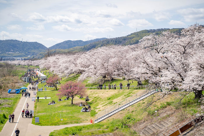 「背割堤の桜 ２０２２年」桜のトンネルを横から見た画像１