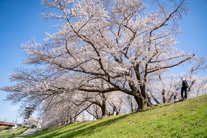 「背割堤の桜 ２０２２年」桜の画像２