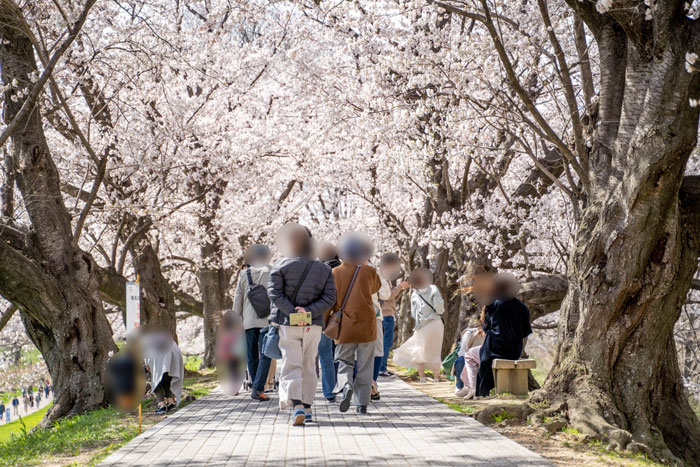 「背割堤の桜 ２０２２年」桜トンネルの画像