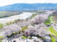 「背割堤の桜 ２０２２年」の画像