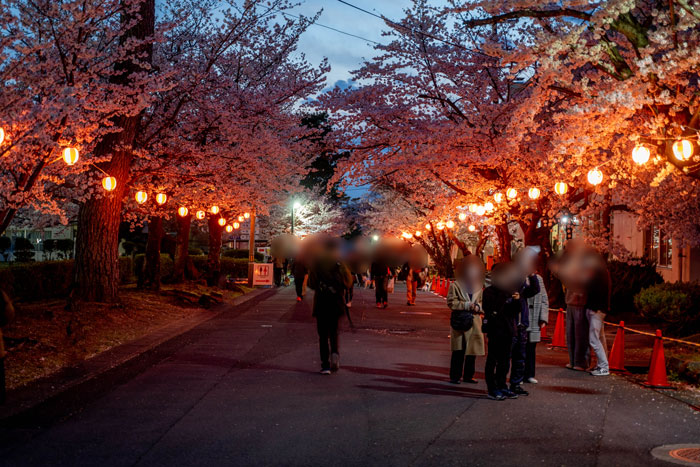 「宇治駐屯地桜まつり」夜桜 メインストリート画像