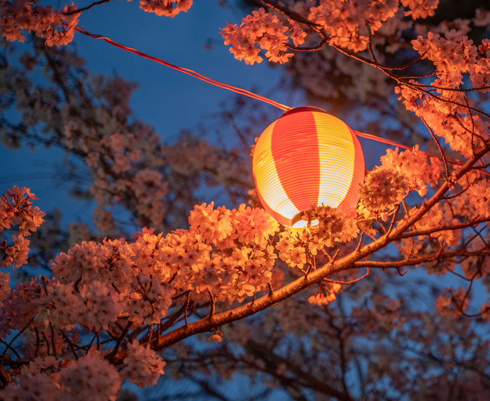 桜と提灯の画像