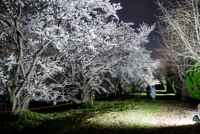 「陸上自衛隊 大久保駐屯地」の夜桜 メインストリートの画像
