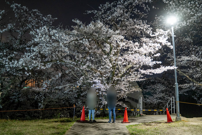 「陸上自衛隊 大久保駐屯地」の夜桜画像