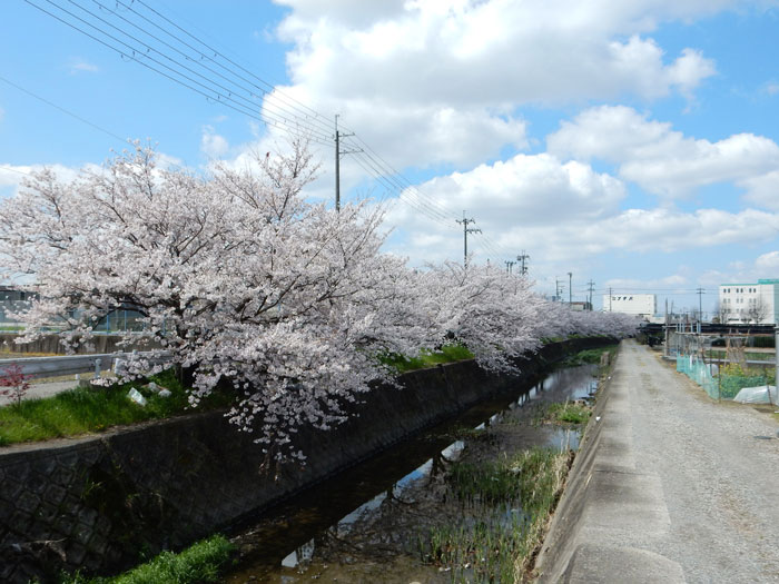 たけちゃんさんの写真　　嫁付川の桜