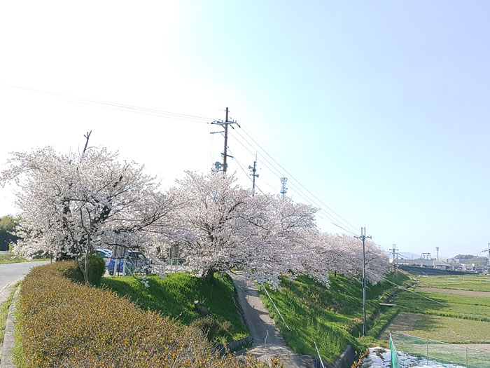 ひまぁわりさんの写真２「蟹満寺の駐車場の桜」