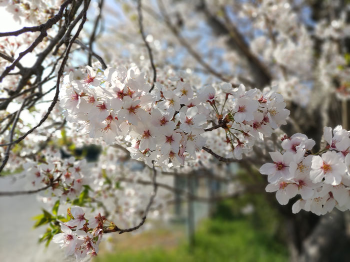 ひまぁわりさんの写真１「蟹満寺の駐車場の桜」