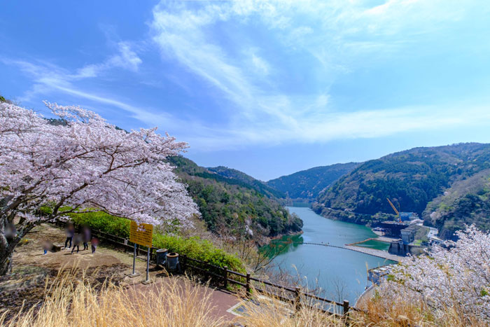MoMo太郎さんの写真「桜と天ヶ瀬ダムと鳳凰湖」