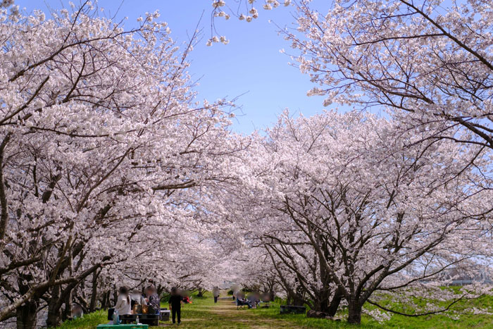 MoMo太郎さんの写真「桜のトンネルの下で」