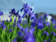 うさ吉さんの写真「紫のキレイな花」