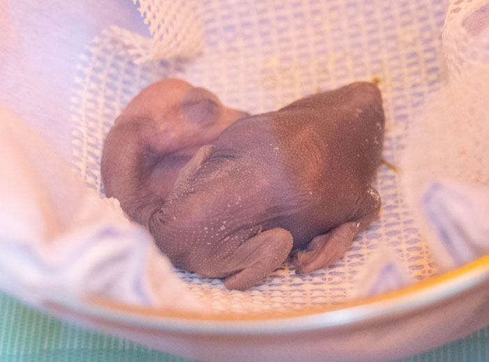 誕生したウミウのヒナの画像