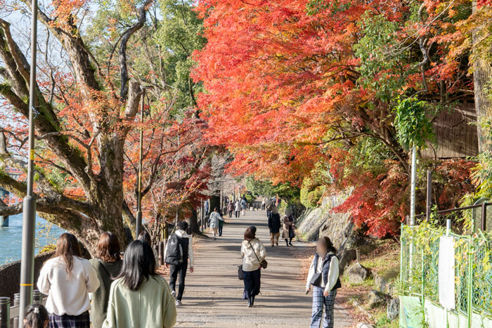 紅葉がきれいな宇治川沿いの画像