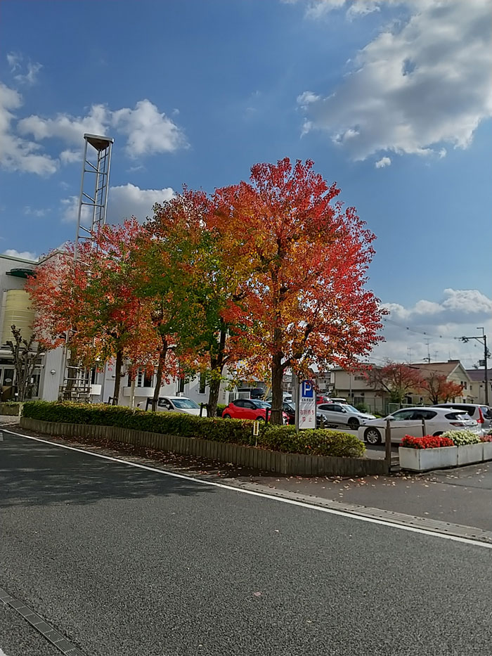 城陽市役所前の紅葉の画像