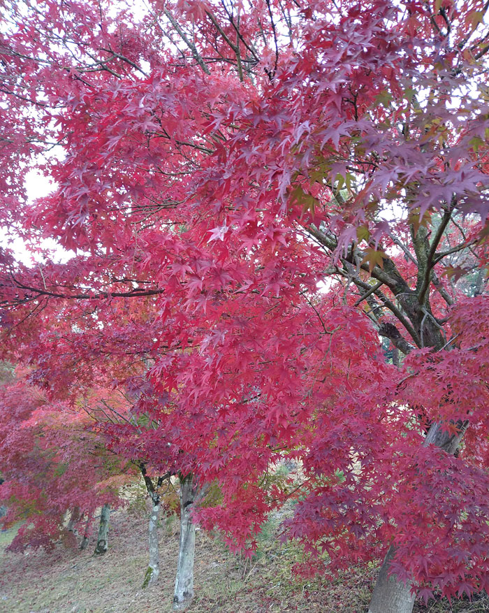 秋の紅葉の画像