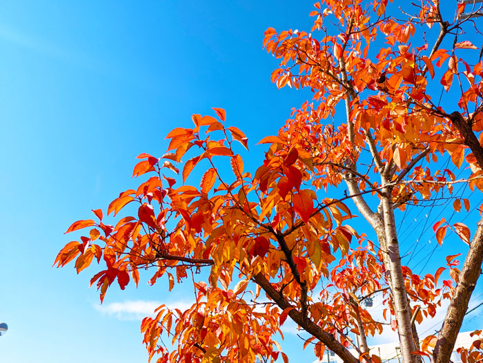 青い空とオレンジ色の木の葉の画像