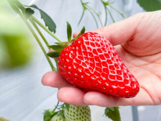 TAKEUCHI FARM「笠取京いちご畑」かおりの画像