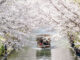 伏見千石船と桜の画像１
