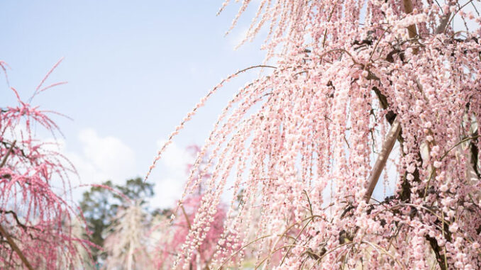 綺麗な梅の画像