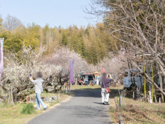 「青谷梅林梅まつり」の画像２