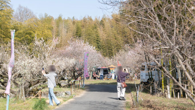 「青谷梅林梅まつり」の画像２