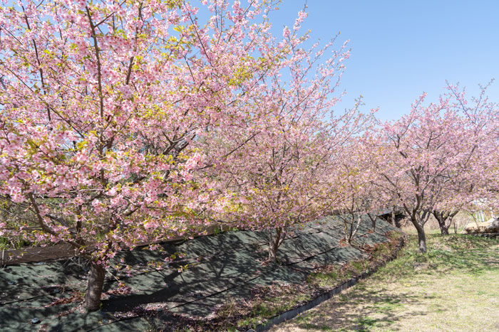 井手町の河津桜の画像