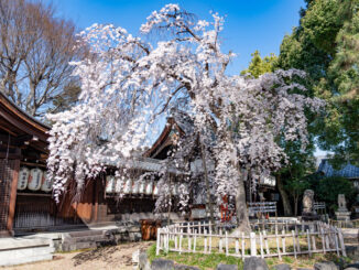 縣神社の枝垂れ桜の画像